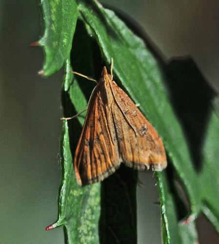 Réf. 315 252 : Udea ferrugalis